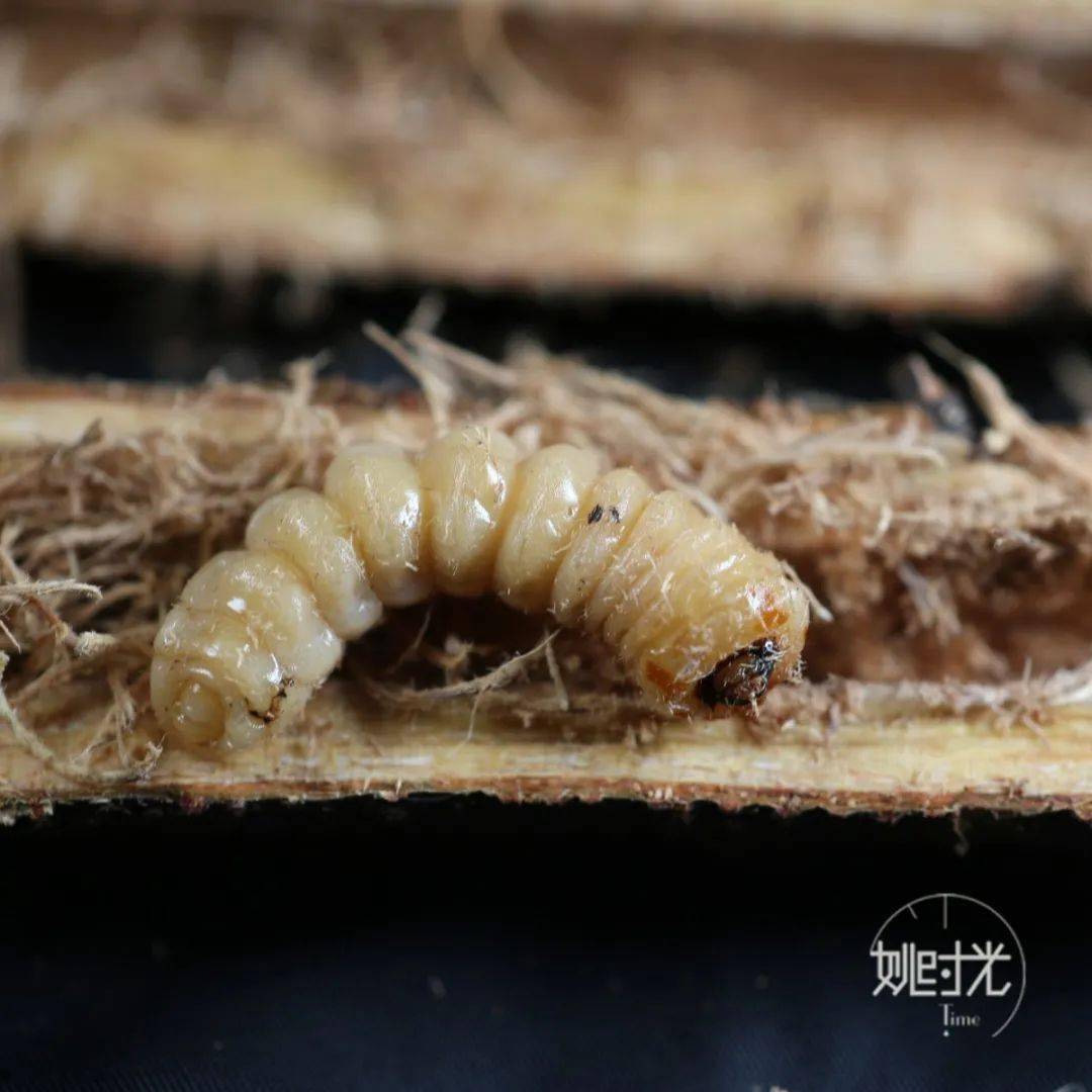 斗米虫为什么会叫这个名字呢?