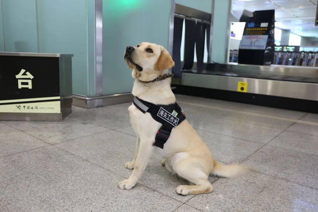 汪!逮住一群企图入境的青蛙