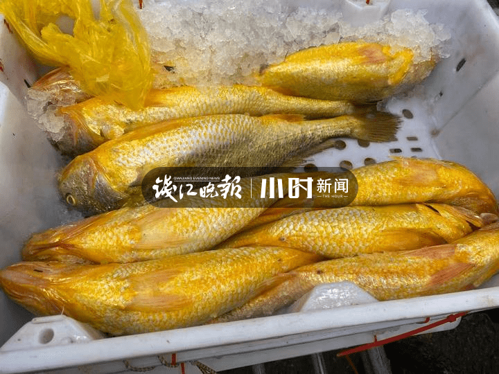 30多年未見!寧波船老大意外捕獲1000多斤野生大黃魚,正宗嗎?專家買下4