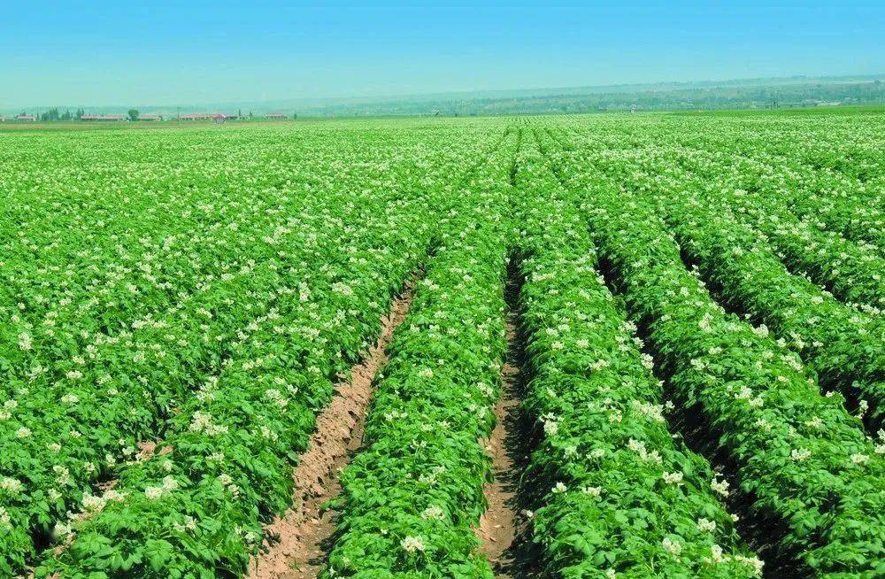 南方二作区马铃薯种植技术要点总结