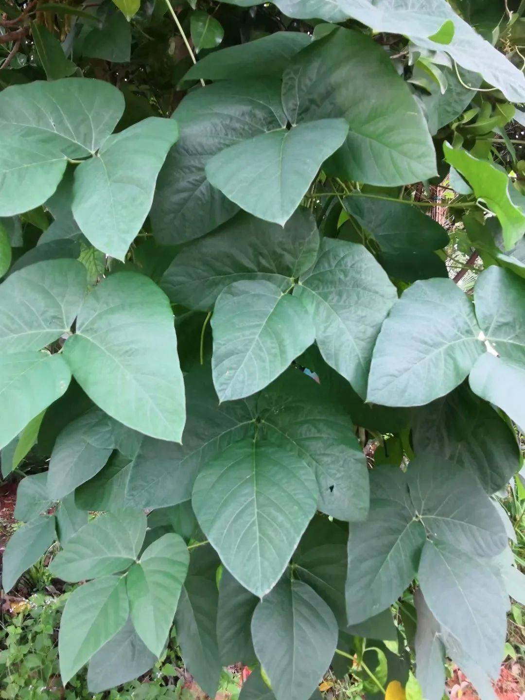 它喜欢爬树爬墙,春去夏至,藤长叶茂,三瓣相连的叶翠绿翠绿,在层层叠叠