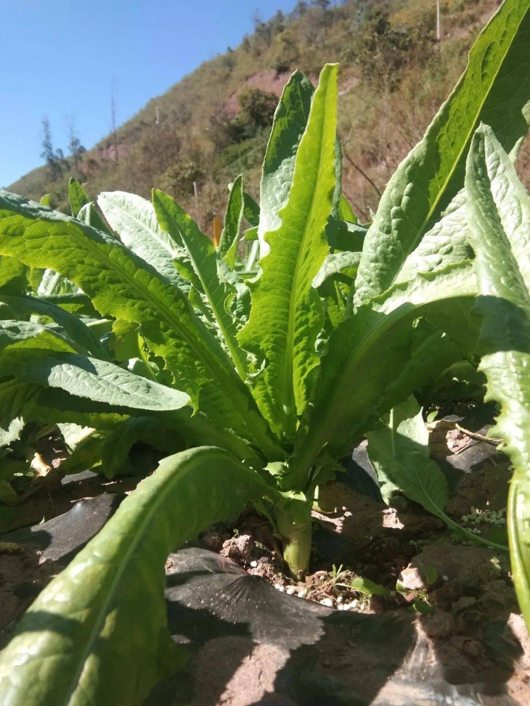 永平县小贡菜大钱景以特制胜促振兴