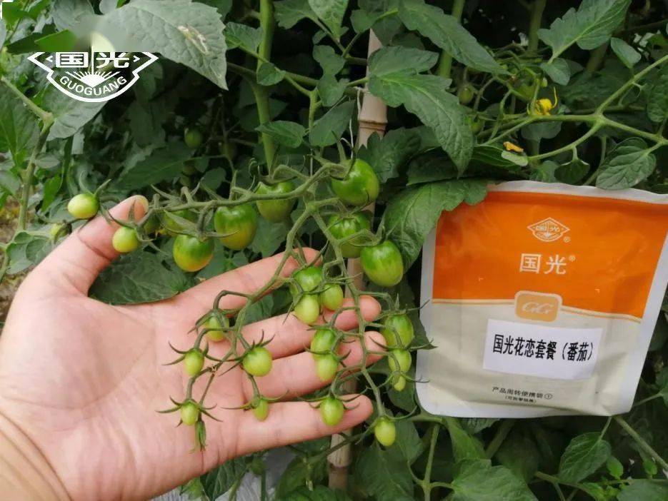 收果商都不要畸形果到底是什么改变了番茄原有的容貌