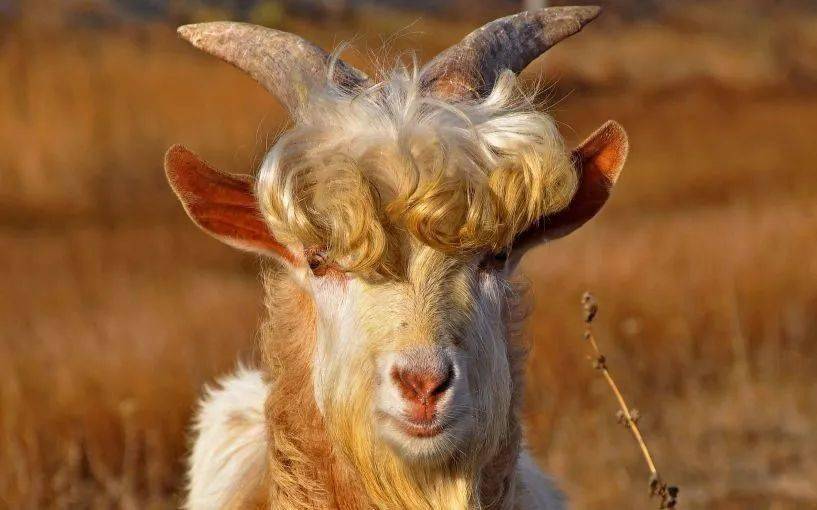 "大金羊"请留步,12月4日有【五喜】相伴,点开接五喜!