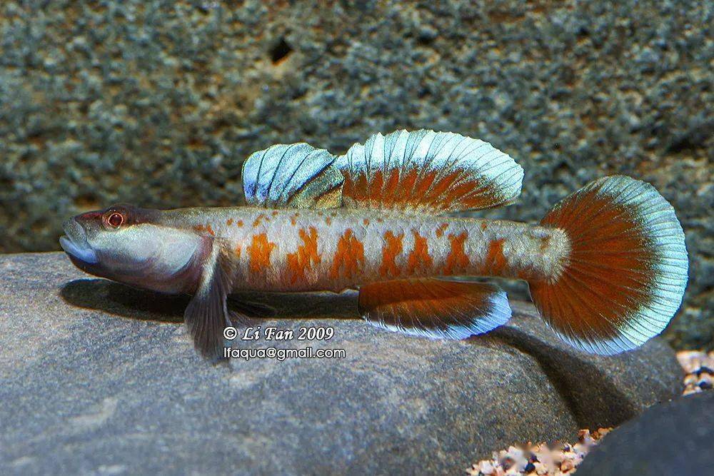 「原生连线2020」第7期 ||李帆:生态与景观的协调统一_手机搜狐网