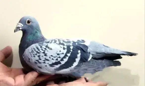 好鸽子的后背和腰部有啥明显特征