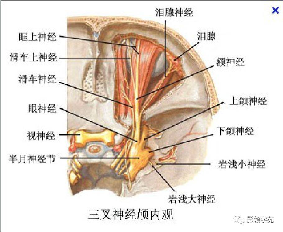 三叉神经影像解剖位置图片