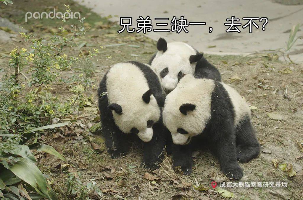 嘘绝密四川人都是这样过冬的