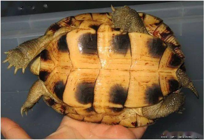 一入喉门深似海:论黄喉品相之颜色纹路篇