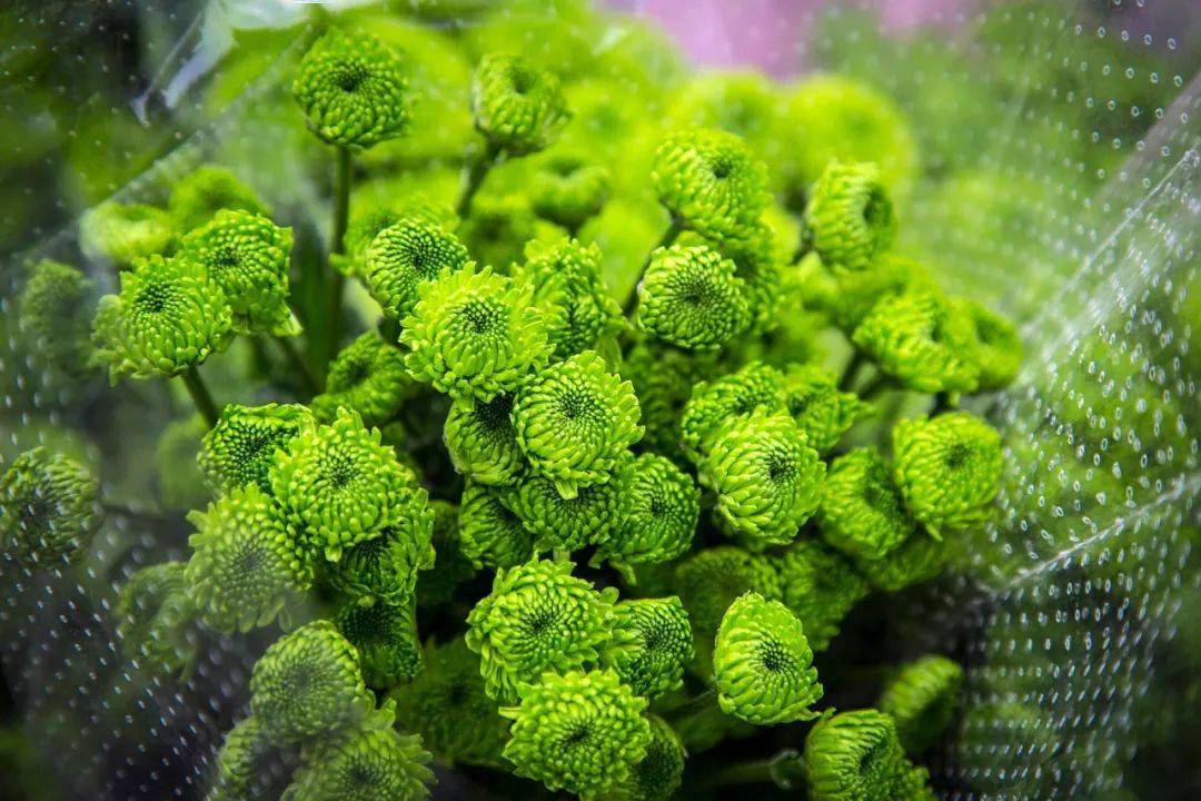 推荐5种好看的绿色花卉