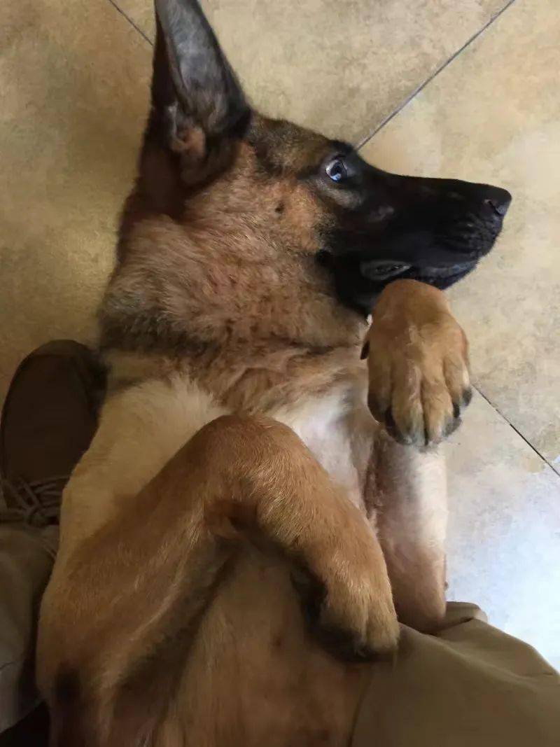 重金寻狗重庆市渝北区宏帆路花市附近丢失德牧犬一只