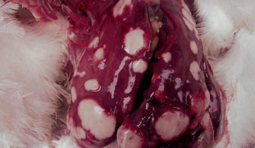 鸡长肿瘤图片图片