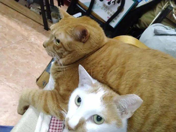 两猫躺沙发上,橘猫非得压在另一猫身上,那表情亮了!