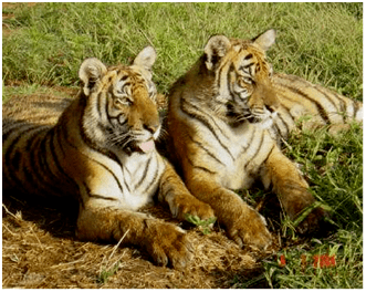 所谓的野化放归训练,就是对被救护的野生动物或人工繁育,饲养的动物