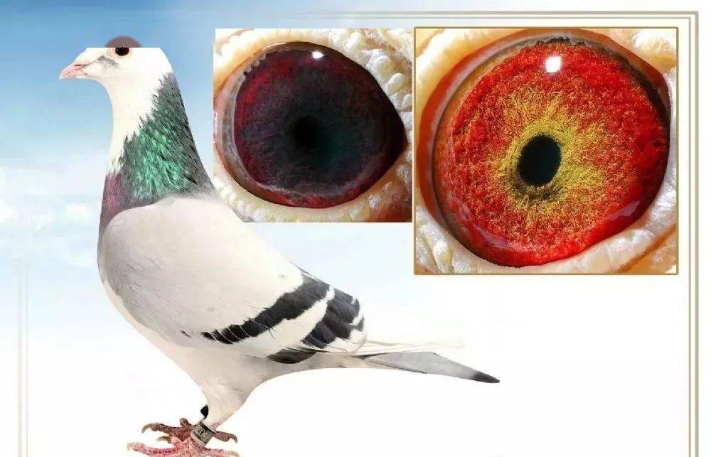 科普什么叫锯齿型眼志