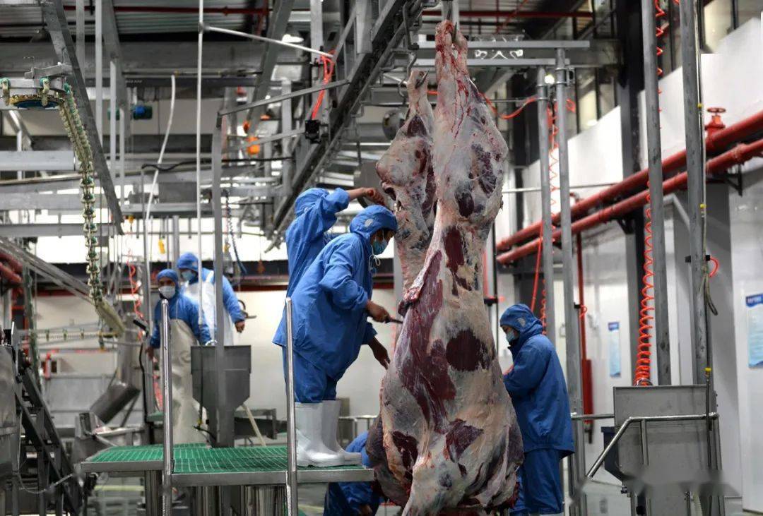 3亿元的贵州黔牛出山产业发展有限公司3万头优质肉牛屠宰加工生产线