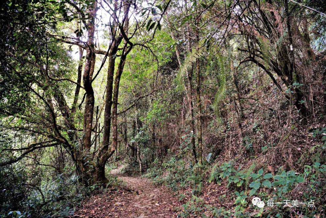 騰衝高黎貢深山裡的原始密林