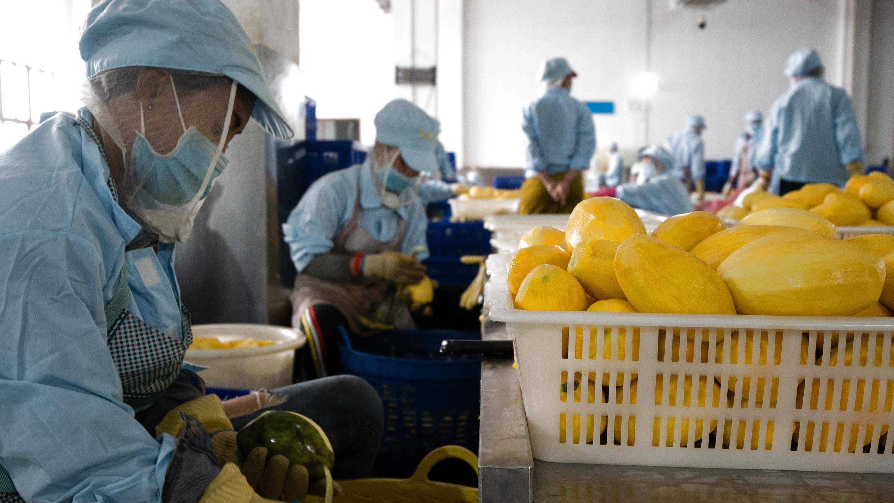 小芒果 大商機——中國為柬埔寨農產品出口提供廣闊市場