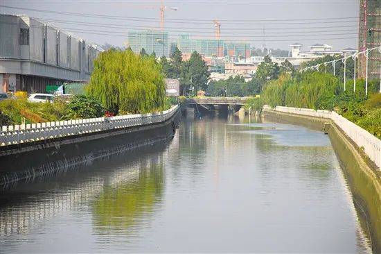 为了会城的水清岸绿河小青很努力