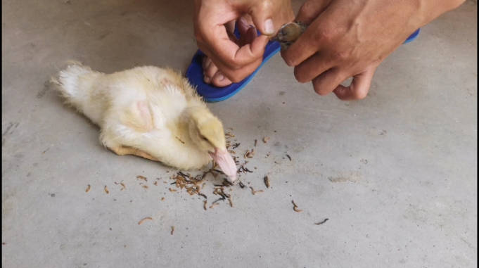 柯尔鸭遇上家雀会怎样第一次抢面包虫吃这鸭子也太虎了