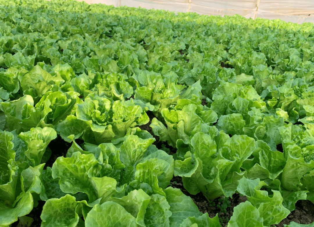 高品質高產量的(意大利)生菜,是如何種出來的?