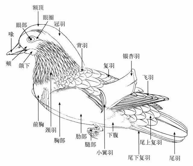 国画教程工笔画禽鸟如何用线