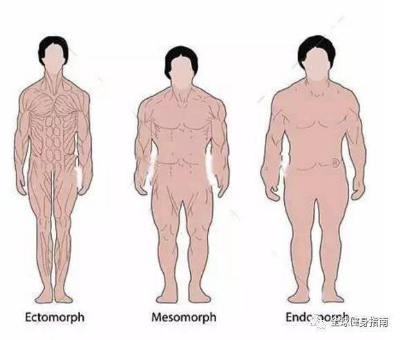 人体形态的三种分类,决定了你的胖瘦,快来看你是哪一种?_手机搜狐网