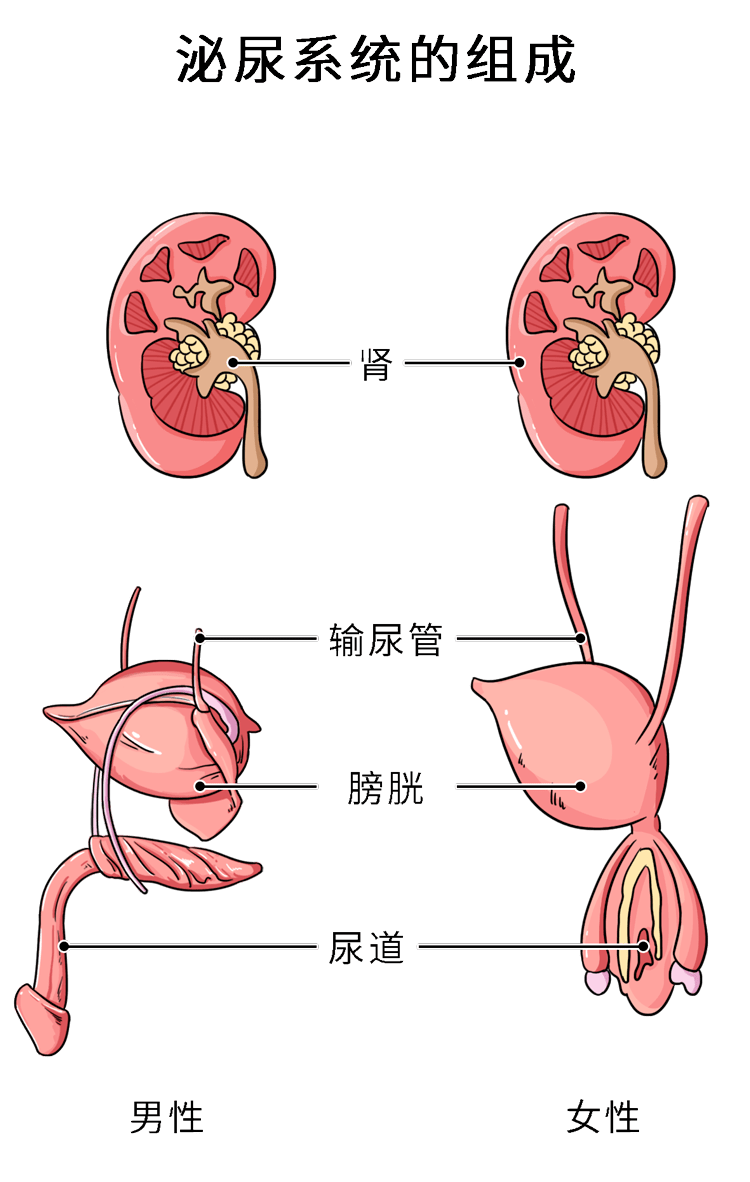 尿道口里面图片