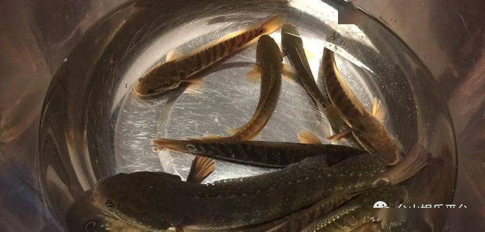 近年来"这种鱼"入侵台山河道,很凶猛,牙齿锋利!你捉过吗?