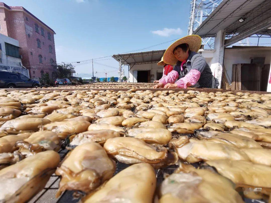 台山汶村這些生蠔養殖戶大豐收吃貨們抵不住的誘惑來啦