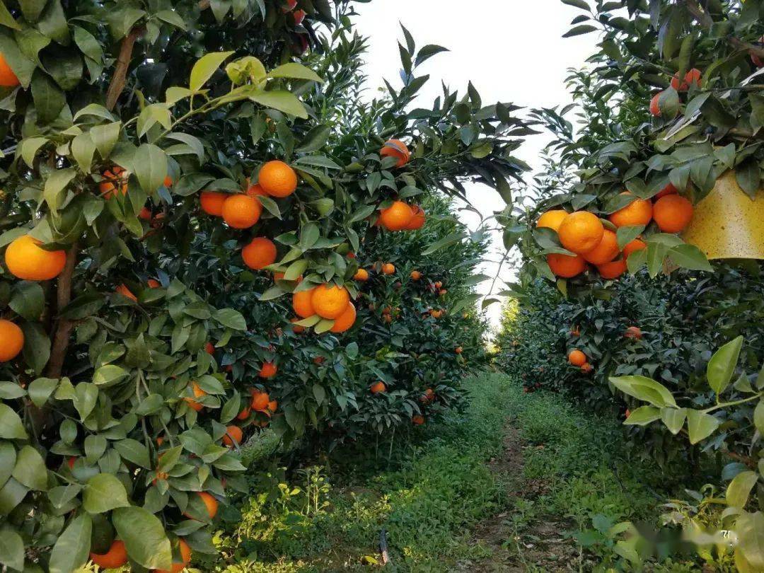 橘子园实景图图片