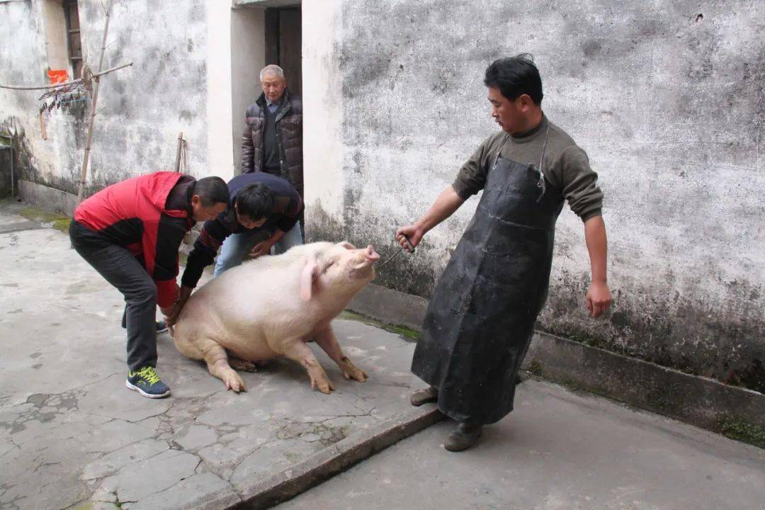 记忆中的杀猪饭是童年时光里最热烈的期盼