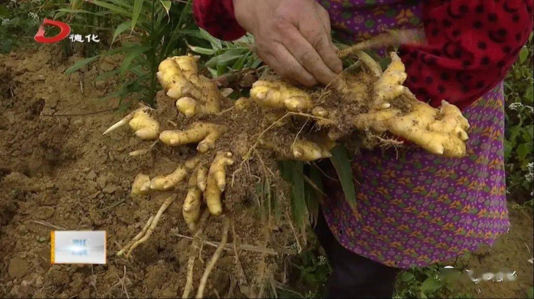 大铭乡:七村联合发展 增加乡村收入_生姜