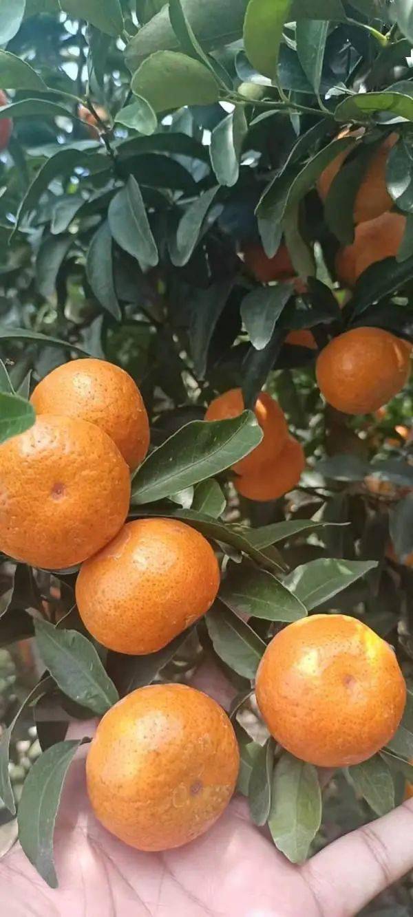 89元公斤这个柑橘品种未来黑马