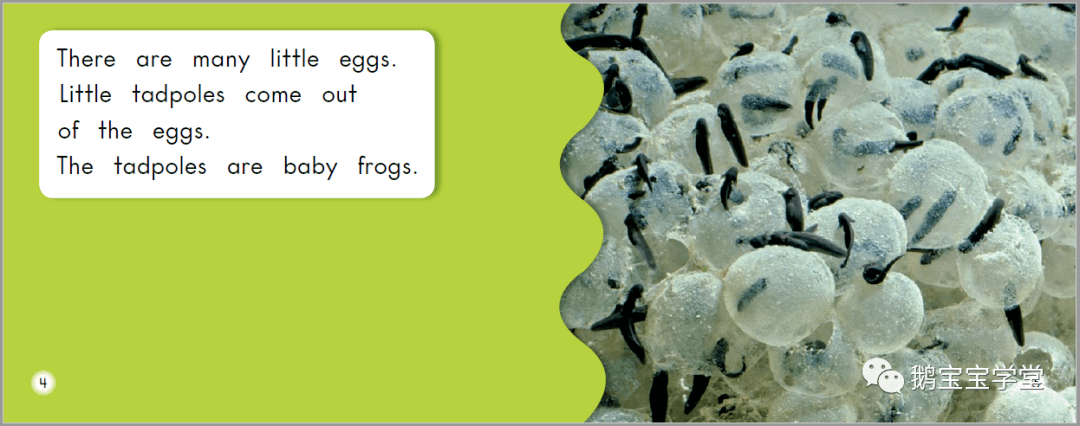 this mother frog lays eggs in the water.