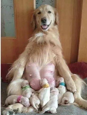 小狗吃人的母乳喂养图片