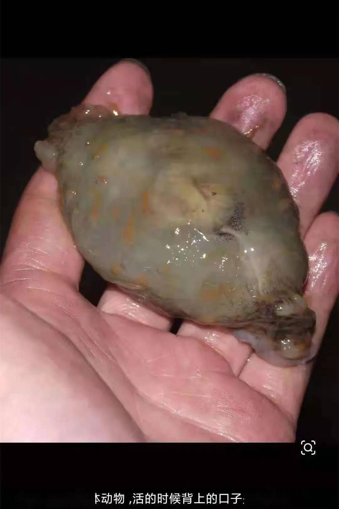 长泰人食用海兔子有危险不捕食购买和食用海兔子