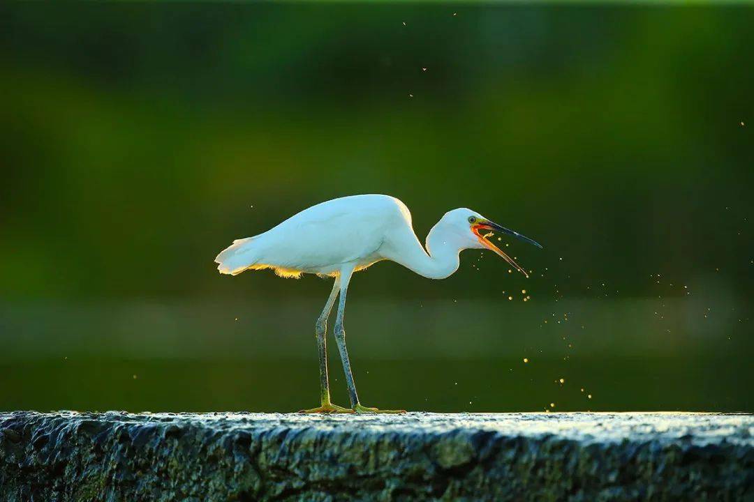 2020"北京秋季观鸟月"获奖摄影作品欣赏(成人组)_鸟类