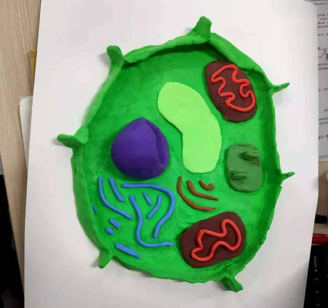 细胞核橡皮泥模型图片