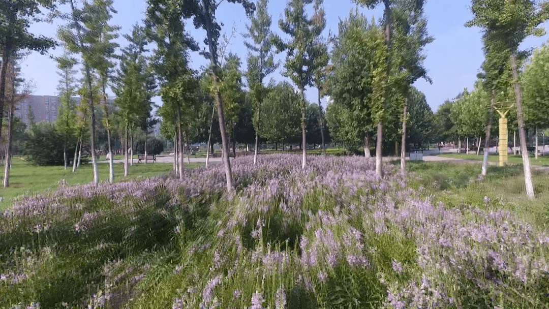 长寿之乡河南封丘:走好绿色路 打赢生态牌