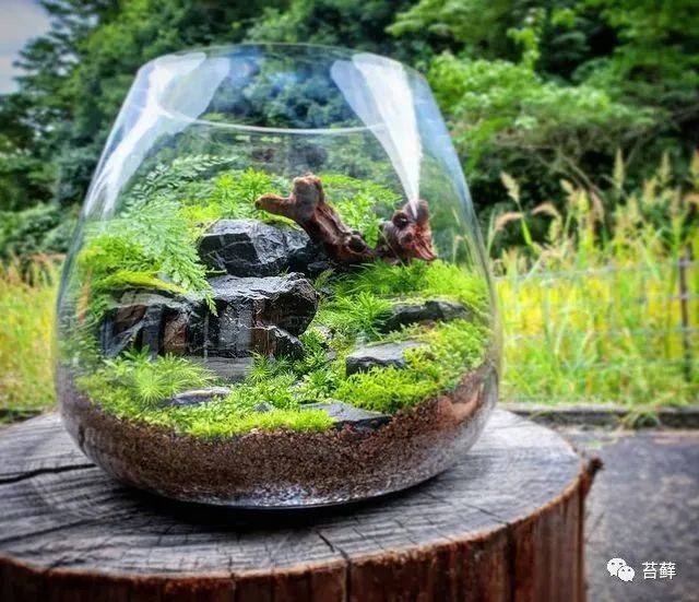 国外制作的极品苔藓微景观