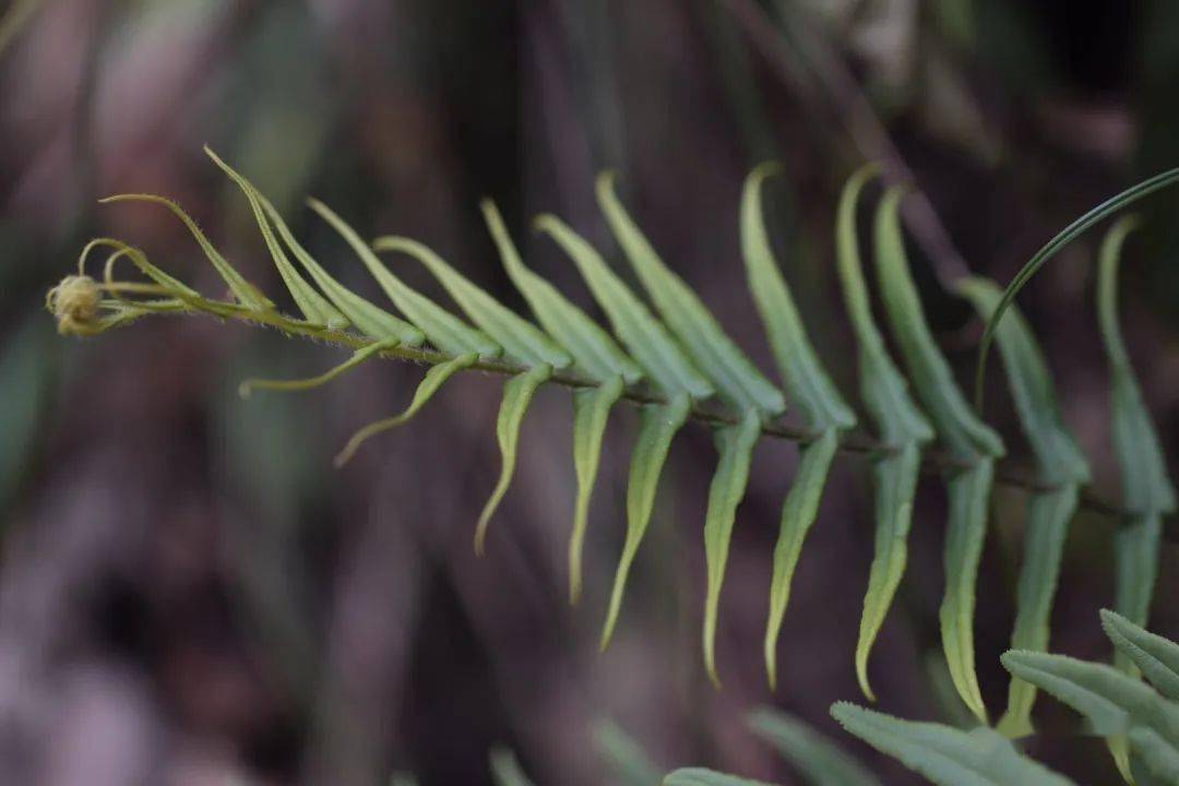 荒凉的小路上,我遇到了蜈蚣凤尾蕨