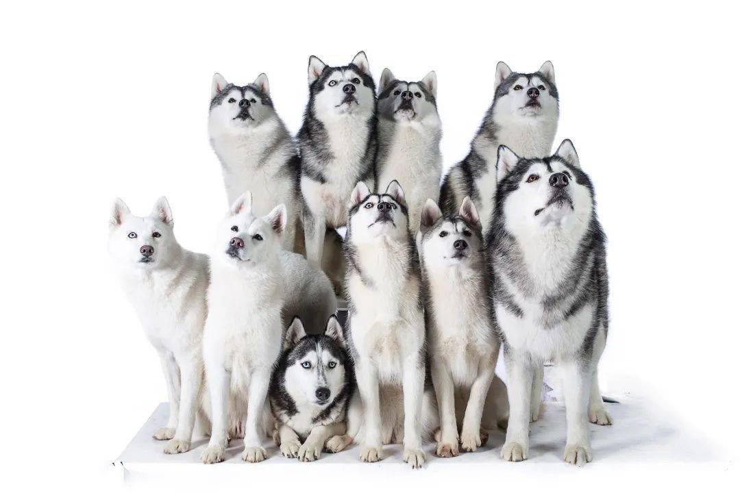 哈哈哈士奇的哈士奇到底是一群怎样的哈士奇