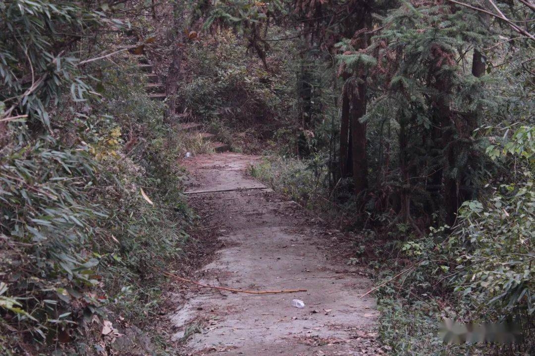 荒凉的小路上,我遇到了蜈蚣凤尾蕨