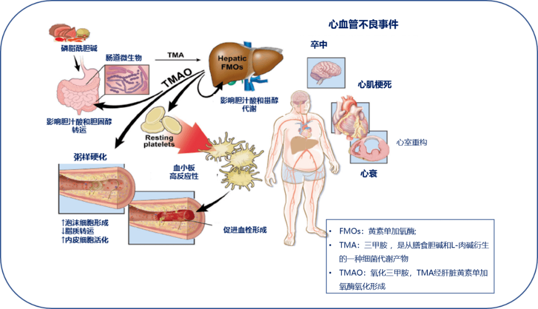 糖尿病学术前沿小小生命也有大大能量肠道菌群与人类代谢性疾病