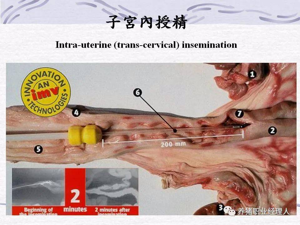 配种管理与人工授精