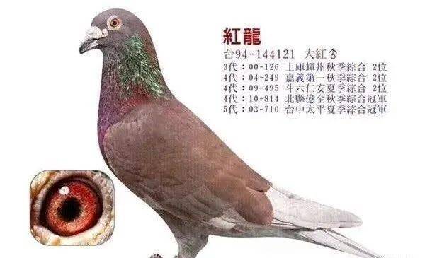 一种品系,一路鸽子离不开红鸽子_颜色