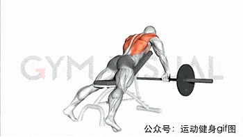 健身篇23张肌肉动图谱告诉你全套背部肌肉怎么练