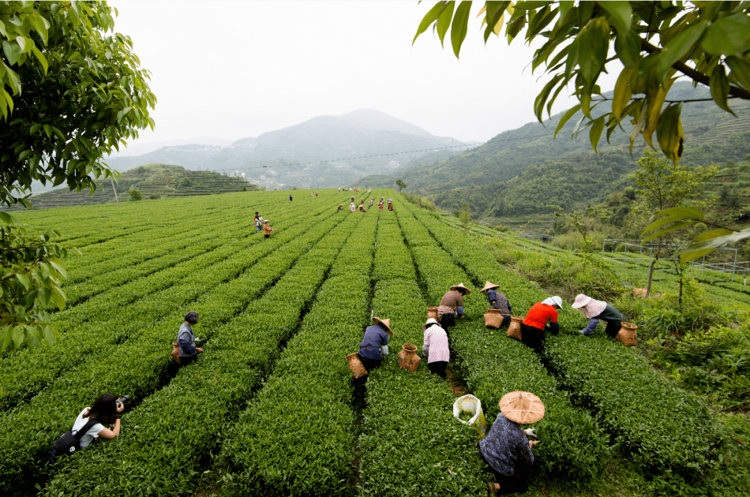 安溪:一片茶叶,拓开万千百姓致富路_茶园
