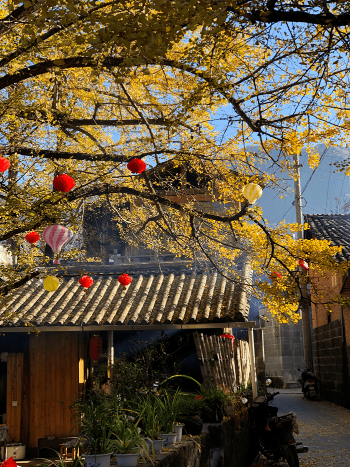 打卡最美银杏村,逛边陲小镇…这处"极边第一城"要火了